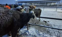 Şarkışla Hayvan Pazarı Kar ve Soğuktan Etkilendi
