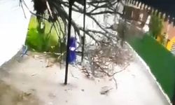 Niksar’da Devrilen Ağacın Altında Kalmaktan Son Anda Kurtuldu