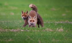 Erbaa’da Yavru Tilkiler Niyazi Gürgen’in Objektifine Takıldı
