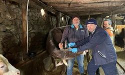 Tokatlı Üreticinin Dikkatine: Büyükbaş Hayvanlar İçin Kritik Süreç Başladı