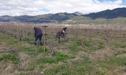 Erbaa’da Bağlarda “Bilinçli Budama” Seferberliği