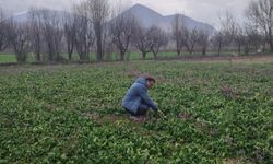 Turhal’da Güvenilir Gıda Seferberliği: Ispanak Tarlalarında Sıkı Takip!