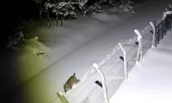 Akkuş’ta Nesli Tehlike Altındaki Vaşak Görüntülendi