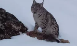Erzincan’da Vaşak Avlanırken Görüntülendi
