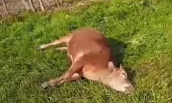 İpsala’da Danalara Tüfekli Saldırı: 2 Ölü