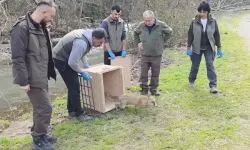 Bursa’da Yaralı Tilki ve 10 Yaban Örneği Doğaya Salındı