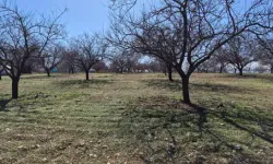 Malatya’da Don Sonrası Kayısı Ağaçları Yeniden Tomurcuklandı