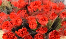 İzmir’de 8 Mart’ta Kırmızı Karanfil Talebi Yoğun