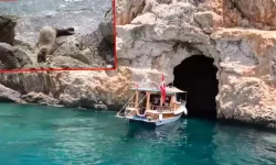 Antalya`da Fok Mağaralarına Tur Tepkisi