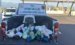 Nazilli’de Halkasız 12 Tavus Kuşu Ele Geçirildi