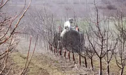Elmada Rekolte Umudu: 120 Bin Ton Bekleniyor