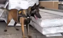 Osmaniye’de Narkotik Köpeği Jardi Türkiye Birincisi Oldu