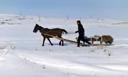 Erzurum’da Yaban Hayvanları İçin Atlı Kızakla Yem Desteği