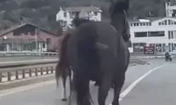 Beykoz’da Trafikte Altı Başıboş At Paniği