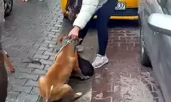 Çorlu’da Pitbull’un Saldırdığı Köpeğe 95 Bin TL Ceza