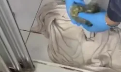 Maltepe’de Uyuşturucu Operasyonu: 1 Tutuklama