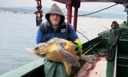 Gelibolu Açıklarında Caretta Caretta Kurtarıldı