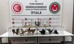 İpsala’da Minibüste Kaçak Alpaka ve Kanatlılar Yakalandı