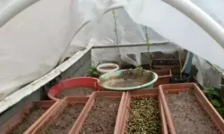 Kütahya’da Şiddet İhbarı Kenevir Serasını Ortaya Çıkardı