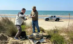Kuşadası’nda Ölü Deniz Kaplumbağası Sayısı Artıyor