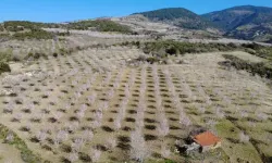 Demirci’de Badem Çiçekleri Görsel Şölen Oluşturdu