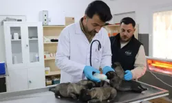 Yangından Kurtarılan 6 Yavru Köpek Tedavi Altına Alındı