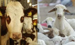 Tokat’ta Hayvancılık Destek Başvuruları Başlıyor