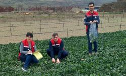 Tokat’ta "Güvenilir Gıda" Seferberliği: Hasat Öncesi Sıkı Denetim