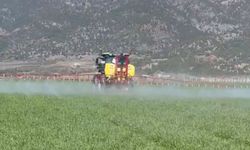 Erbaa’da Buğday Mesaisi: Yağışlar Sonrası "Pas" Alarmı!