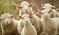 Tokat’ta "Kırsalda Bereket" Dönemi: Küçükbaş Hayvancılığa Dev Destek!