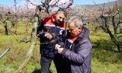 Tokat’ta Zirai Don Sonrası İlk Adım: Saha Kontrolleri Başladı