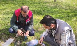 Turhal’da "Kahverengi Kokarca" Seferberliği: Köylere Feromon Tuzaklar Kuruldu!