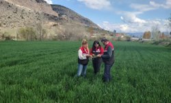 Turhal’da Hububat Mesaisi: Teknik Ekipler Sahaya İndi, Gelişim Tam Not Aldı!