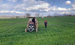 Zile’de Hububat Mesaisi: Teknik Ekipler Tarlalarda Hastalık Avında!