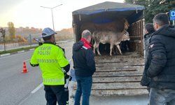 Tokat’ta Kurban Mesaisi Başladı: Veteriner Hekimlerden Yol Boyu Sıkı Denetim!