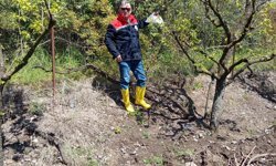 Erbaa’da Meyve Bahçelerine "Akdeniz" Kalkanı: Tuzaklar Kuruldu!