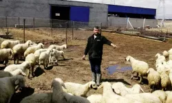 Çoban Bulamayan Besici: 80 Bin Liraya Rağmen İşçi Yok