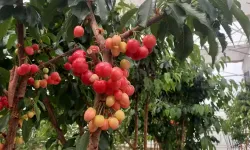 Sandıklı'da Jeotermal Serada Erken Kiraz Hasadı