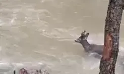 Kastamonu’da Karaca, Çayı Aşarak Ormana Geçti