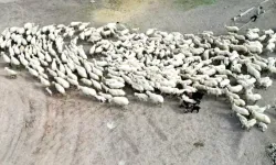 200 Kuzunun Anneleriyle Kavuşma Anı Dronla Görüntülendi