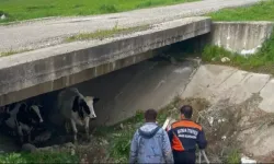 Kayıp İnekler Menfezde Bulundu, Vinçle Kurtarıldı