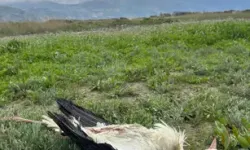 Göç Yolundaki Leylekler Tüfekle Yaralandı, Biri Öldü