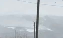 İpekyolu’nda Kent Merkezine İnleyen Kurt Kamerada