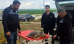 Balıkçı Ağlarına Takılan Ölü Caretta İncelemeye Alındı