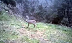 Ganos Dağı’nda Karaca ve Domuz Sürüsü Görüntülendi