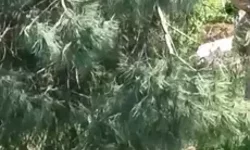 Avcılar’da 10 Saat Ağaçta Mahsur Kalan Kedi Kurtarıldı