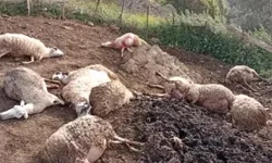 Çine’de Kurt Saldırısı: 12 Koyun Telef Oldu