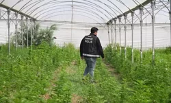 Tarsus’ta Serada 5 Bin 560 Kök Kenevir Ele Geçirildi