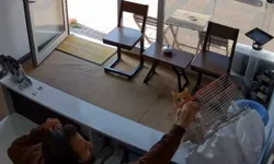 Atakum’da Kedilerin Kuşlara Saldırısı Kamerada