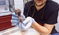 Çift Başlı Yavru Doğuran Kediye Sezaryen Müdahalesi